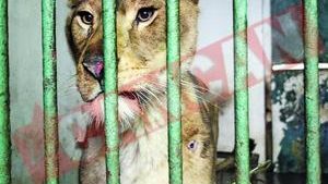 Ultimii lei de la Tecuci, "deportati" in Africa