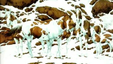 Test de inteligență - iluzie optică | Câți cai sunt în această fotografie?