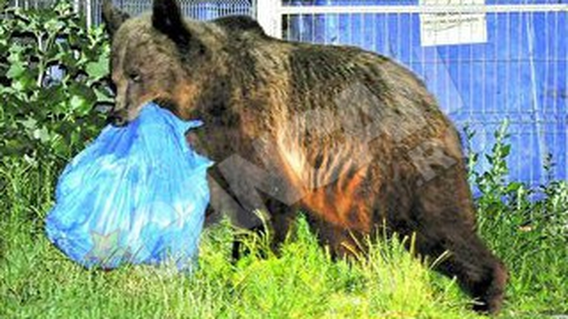 Ursii terorizeaza statiunea Tusnad