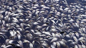 Mii de pesti morti, descoperiti in delta fluviului Mississippi