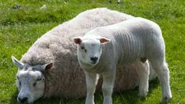 Un barbat din Harghita a calcat cu masina 19 oi!