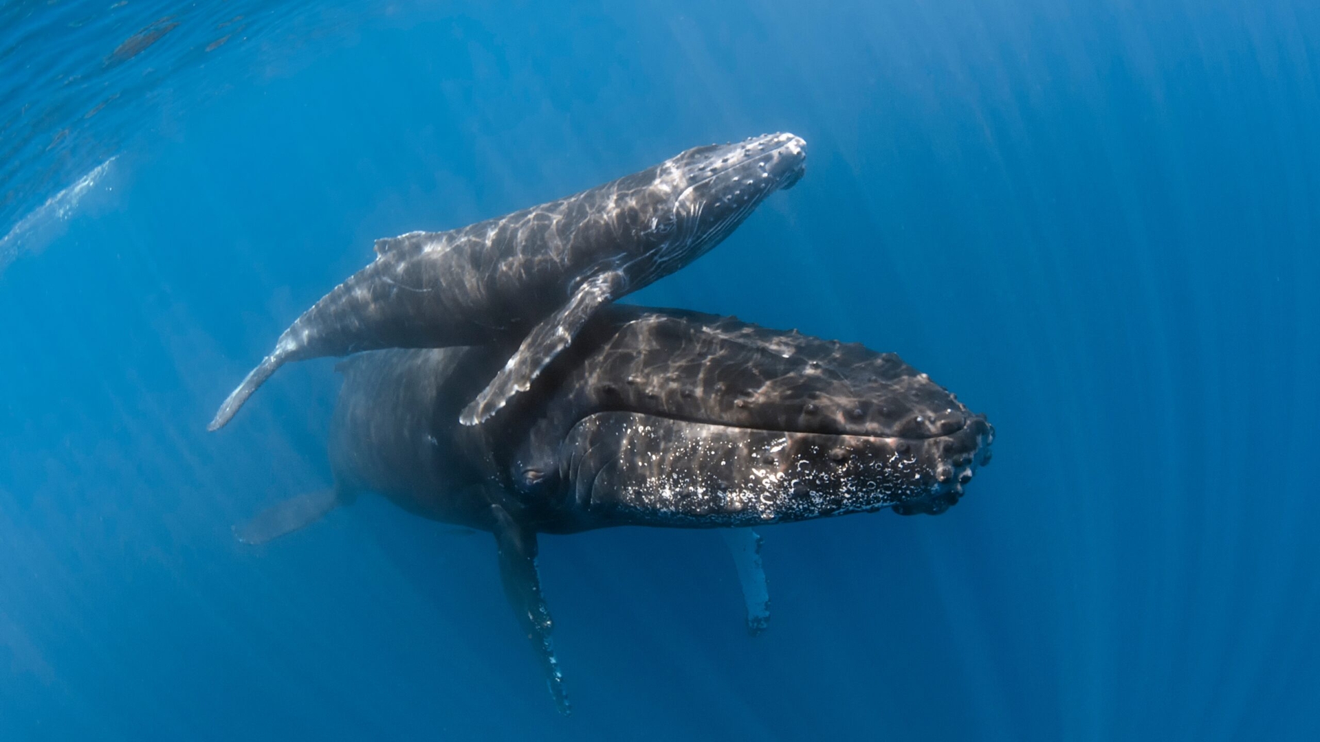 Naștere rară filmată în ocean: balenele își ajută puii să supraviețuiască într-un moment crucial