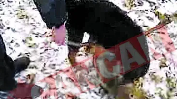 Distractie macabra pe seama animalelor