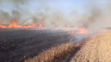 Incendiu de vegetație violent în Argeș, în apropiere de Autostrada A1. Focul amenință două hale industriale - VIDEO