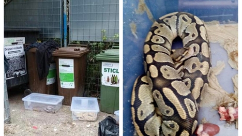 Descoperire terifiantă în Oradea. Un bărbat a găsit 3 pitoni lângă tomberoanele cu deșeuri menajere
