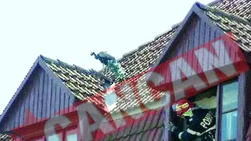 Paunul Sarshu i-a fugarit pe pompierii timisoreni