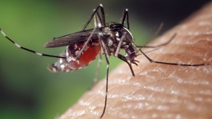Virusul West Nile. Simptome și metode de prevenție