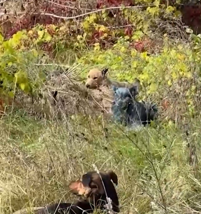 Apariție bizară la Cernobîl! Voluntarii din zonă au fotografiat câini cu blana albastră. Care ar fi explicația fenomenului