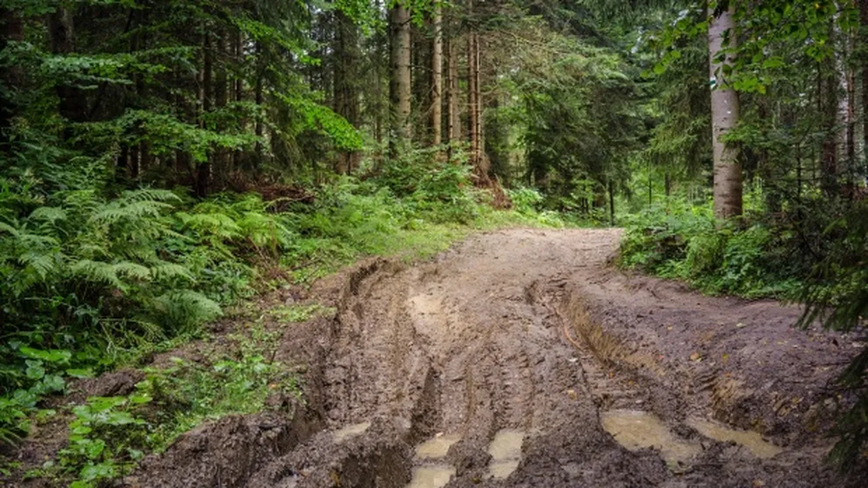 Poarta Iadului se află în România! Pădurea unde lucrurile dispar definitiv