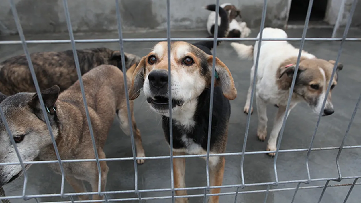 ASPA a extins capacitatea de adapostire a cainilor fara detinator, prin amenajarea unui nou adapost in comuna Bragadiru