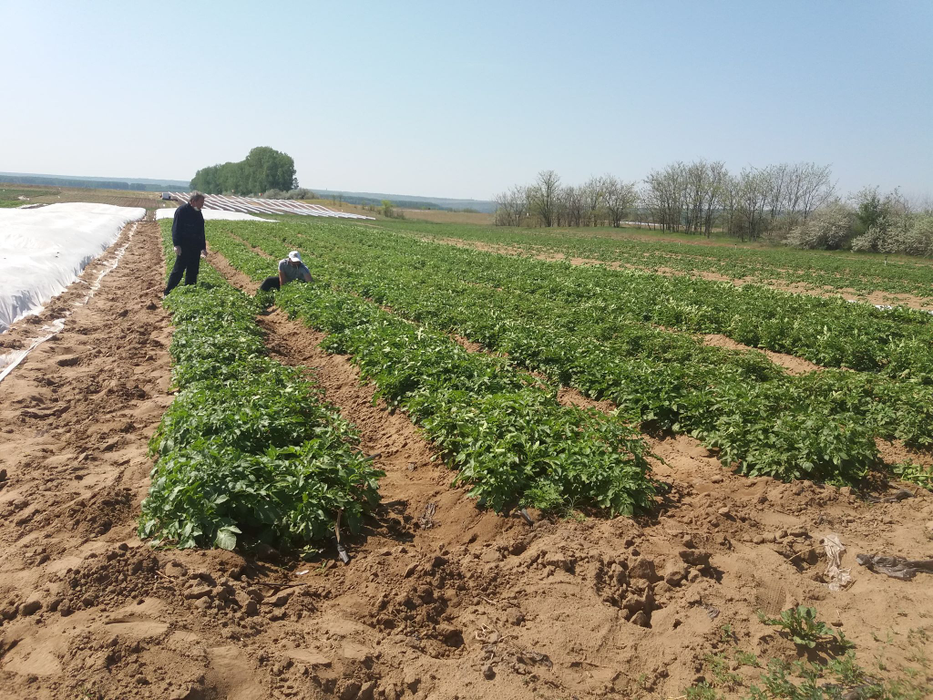 În comuna doljeană se produc peste 300 de tone de cartofi