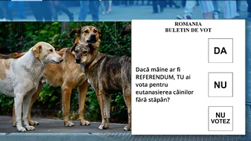 VOTEAZA ACUM! Esti de acord cu eutanasierea cainilor din Romania? Raspunsul tau va ajunge pe masa autoritatilor