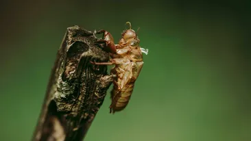 Zgomotul verii care împarte turiștii în două tabere: de ce cicadele și greierii cântă atât de tare și ce ascund sunetele vacanțelor mediteraneene