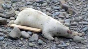 VEZI AICI Cum arata vaca din Marea Britanie care a fost confundata cu un urs polar