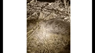 Un animal prădător necunoscut a fost împușcat în Ungaria