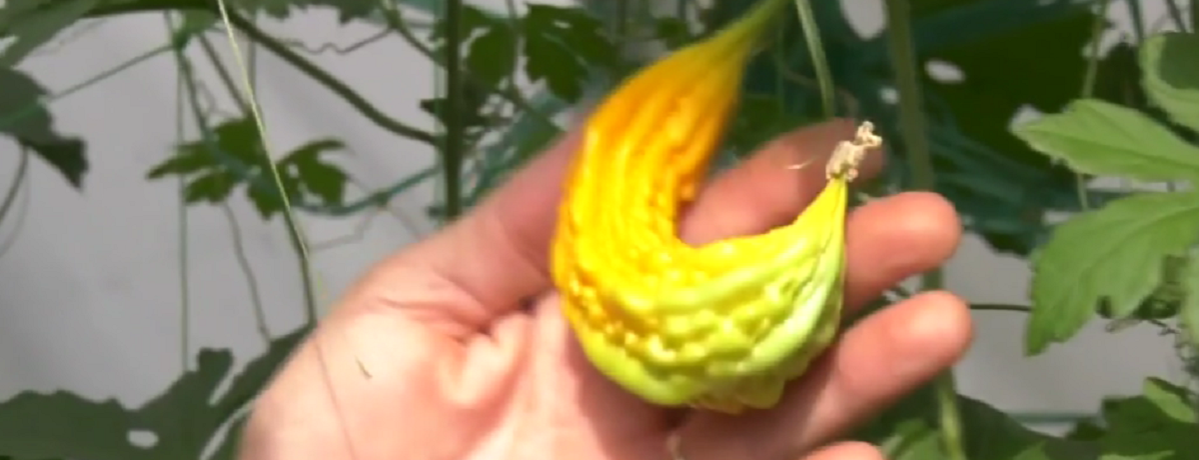Un profesor din Bihor a dat lovitura cu o afacere rară în România. Ce cultivă acesta într-o seră specială