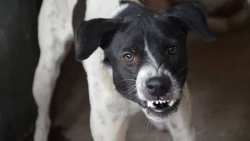 Momente tragice pentru o femeie din Cluj! A fost atacată pe stradă de trei câini în timp ce se plimba cu fiul ei