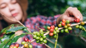 Băutura preferată a europenilor, în pericol. Țările cu cea mai mare producție de cafea vor deveni prea calde pentru a o putea cultiva