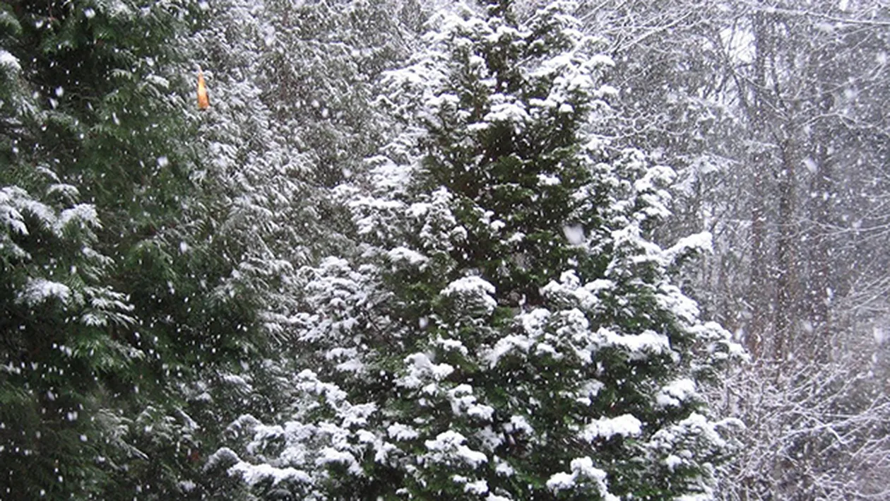 Anunt BOMBA facut de meteorologi in aceasta dimineata! COD GALBEN de ploi in 12 judete si ninsori