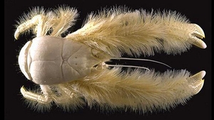 Crabul "Yeti" si o stea de mare cu sapte brate, printre speciile ciudate descoperite in Antarctica
