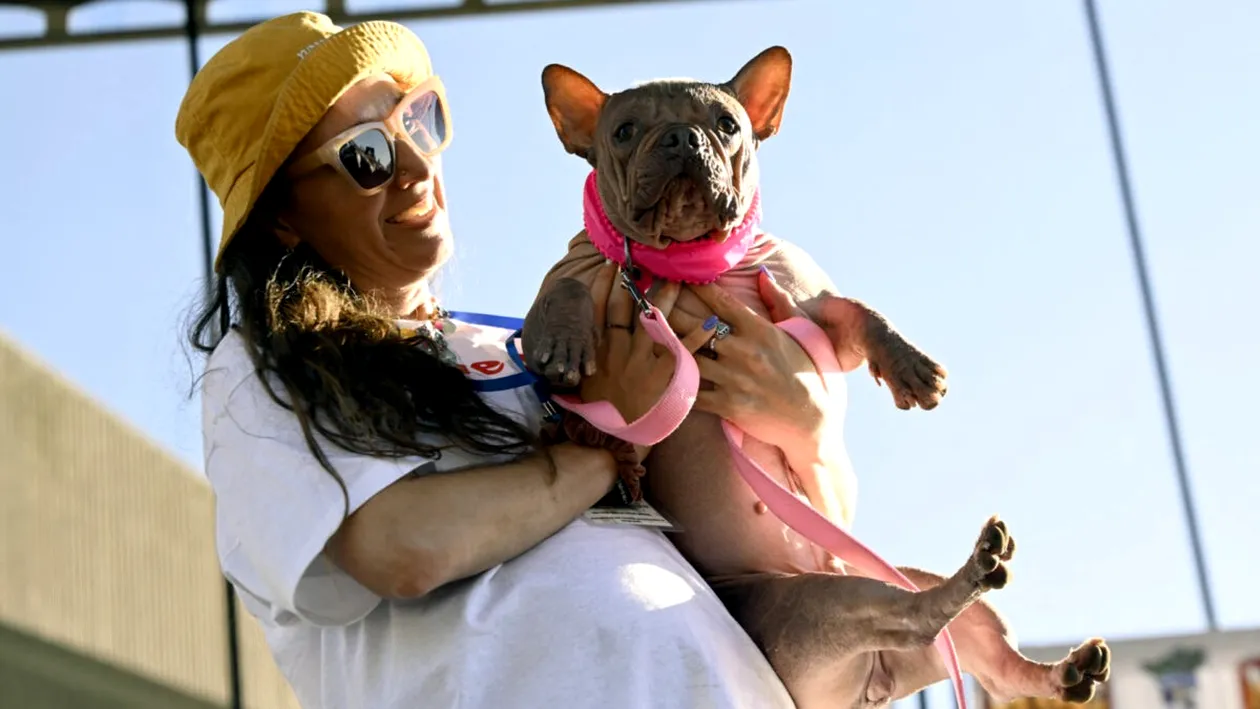 Cel mai urât câine din lume este Petunia. Cum arată restul câinilor neatrăgători pe care i-a învins