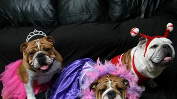 Au cheltuit 17.000 de euro pe mofturile cainilor lor