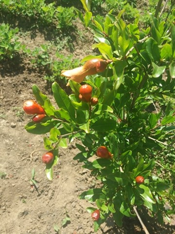 Arborii de paw paw s-au aclimatizat de minune în Băbiciu