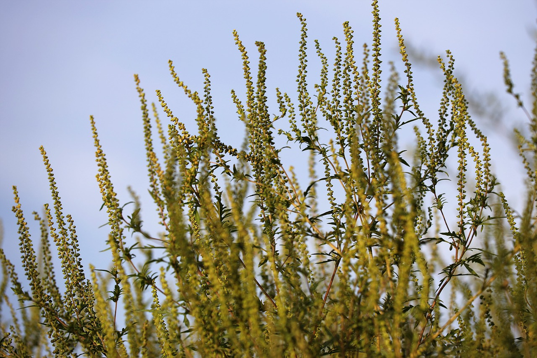 Ambrosie (Foto: Pixabay)