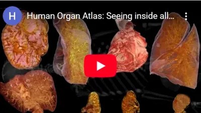 Human Organ Atlas: harta digitală care arată organele umane în detaliu aproape celular