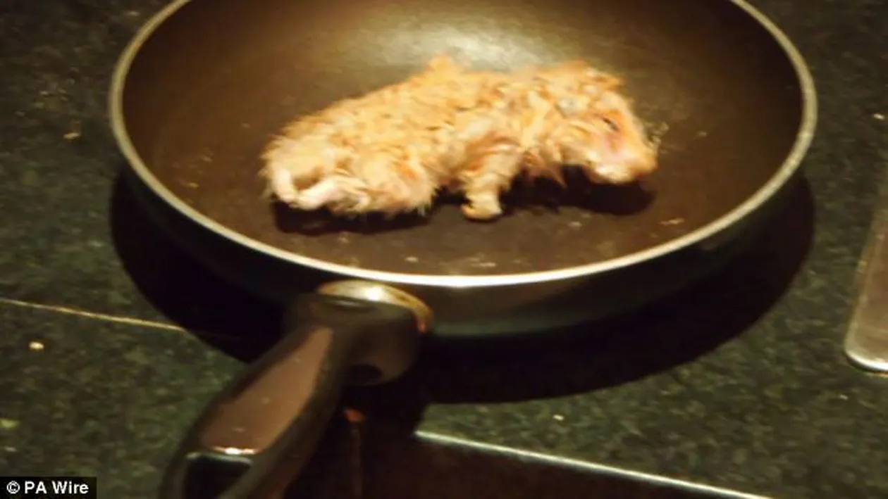 Un student s-a îmbătat în aşa hal că le-a zis poliţiştilor că îl cheamă 1,2,3,4! L-au prins prăjind hamsterul unui prieten!