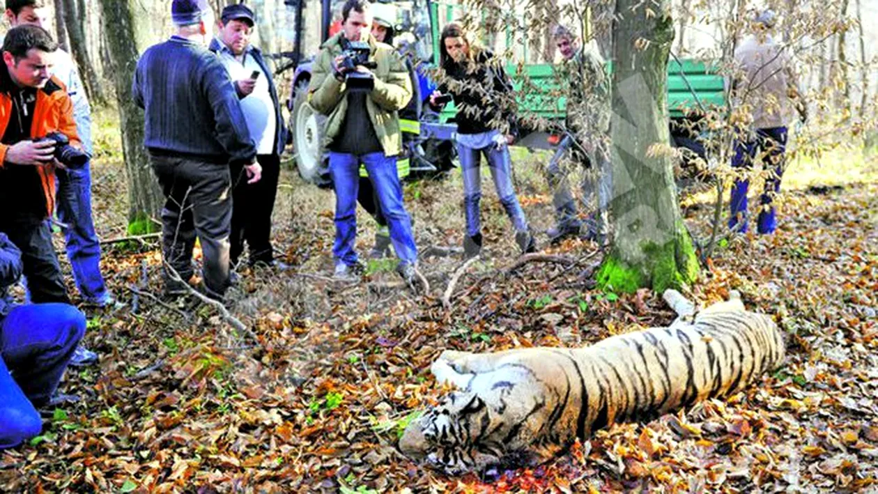 Animalul fugar a fostucis in padurea de langa Sibiu! Au pozat cadavrul tigroaicei, ca amintire