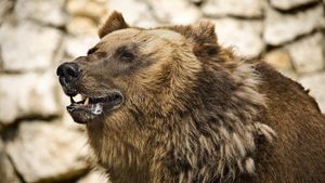 Încă o femeie a fost atacată de urs în Harghita! Tânăra se afla în apropierea locuinței sale