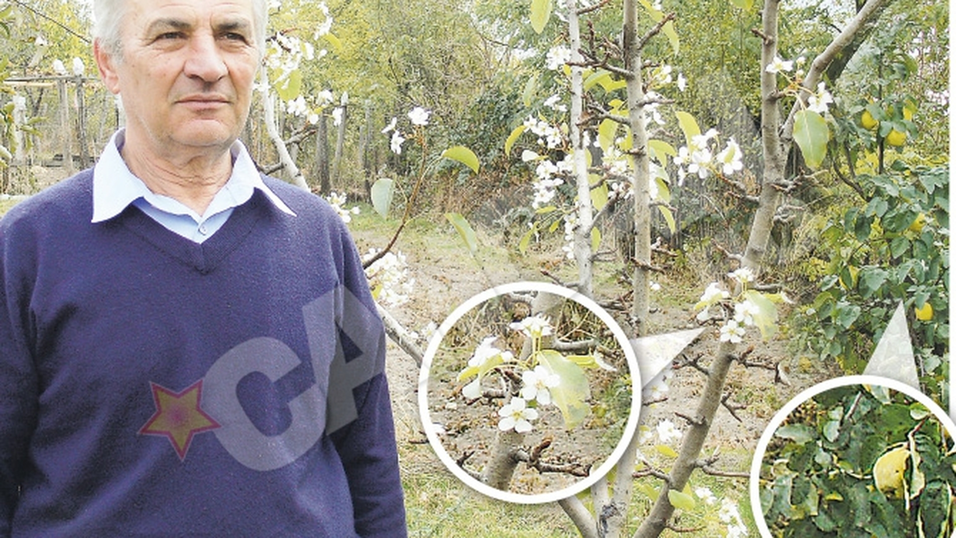 Semn clar ca ne asteapta o iarna lunga si grea. A inflorit parul langa gutuile coapte!