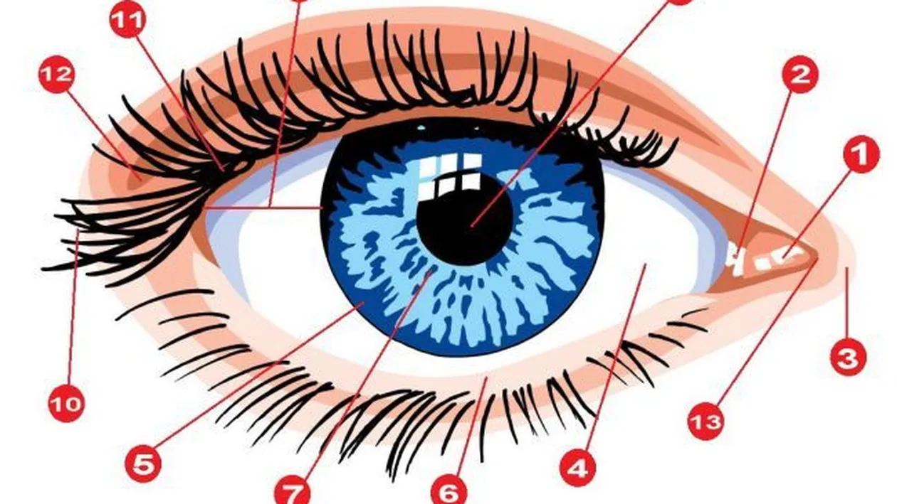 Vrei sa afli mai multe despre o persoana? Atunci invata sa ii citesti OCHII! Ce spun acestia despre ea