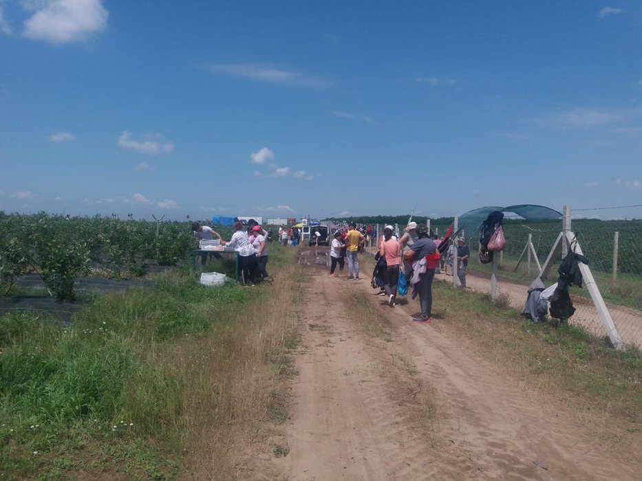 Culegătorii de afine sunt plătiți cu 139 de lei pe zi