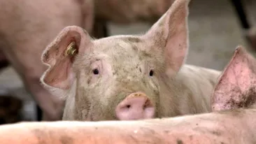Efectele de care ar trebui să știe toți românii! Cum ne afectează sănătatea carnea de porc bolnav!