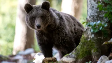 Ursoaica din Predeal care l-a rănit pe șeful Salvamont a fost împușcată. Ce s-a întâmplat apoi cu puii ei