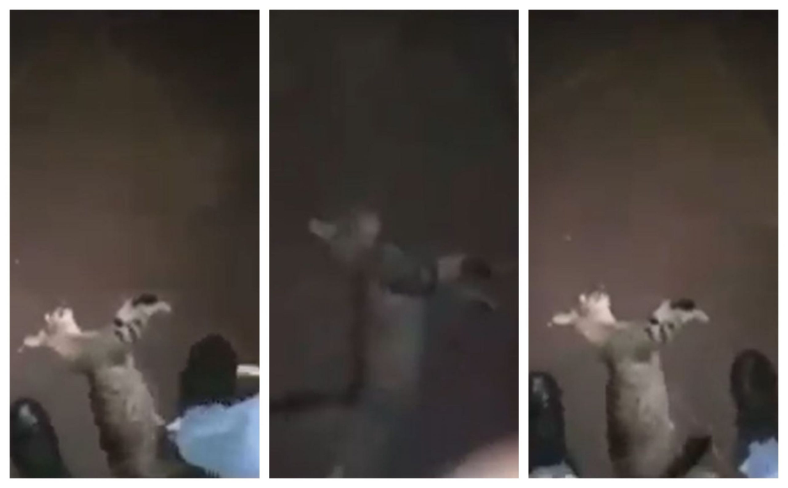 Un băiat de 16 ani a omorât o pisică, iar scenele traumatizante au fost filmate chiar de el. Felina a murit în chinuri groaznice într-un parc din Timișoara