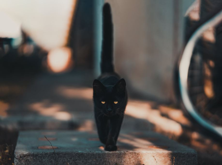 Ce vârstă are pisica ta în ani omenești. Calculul e foarte simplu! Vezi ce vedete preferă micuțele feline și cine a ales să își ia câine
