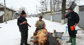 Galerie foto - poza 4