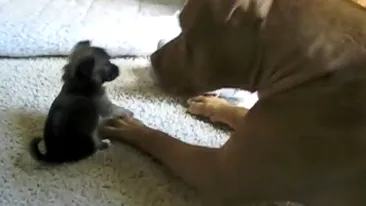 VIDEO O sa iti faca ziua mai placuta! Catelul asta adorabil s-a duelat cu dulaul si pisica familiei si a castigat! Trimite-l prietenilor tai pe Facebook