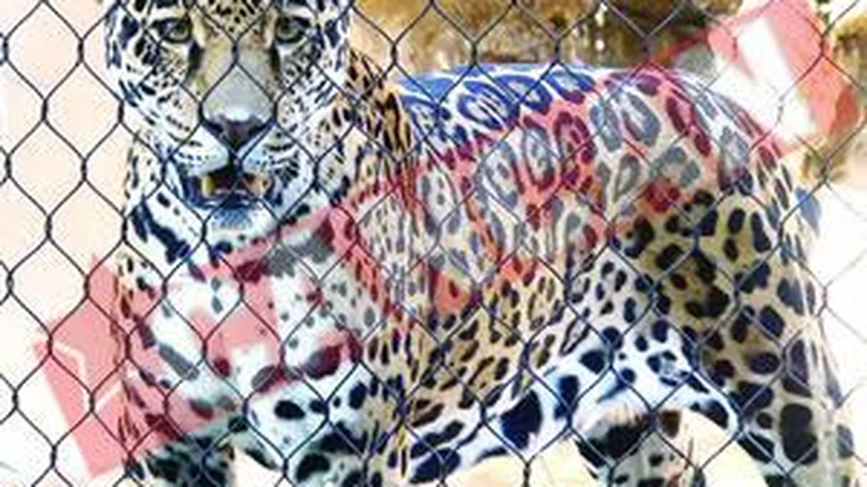 Moartea jaguarului Bety provoaca un dosar penal