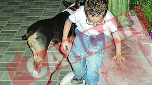 Cine se mai teme de bullterrieri?