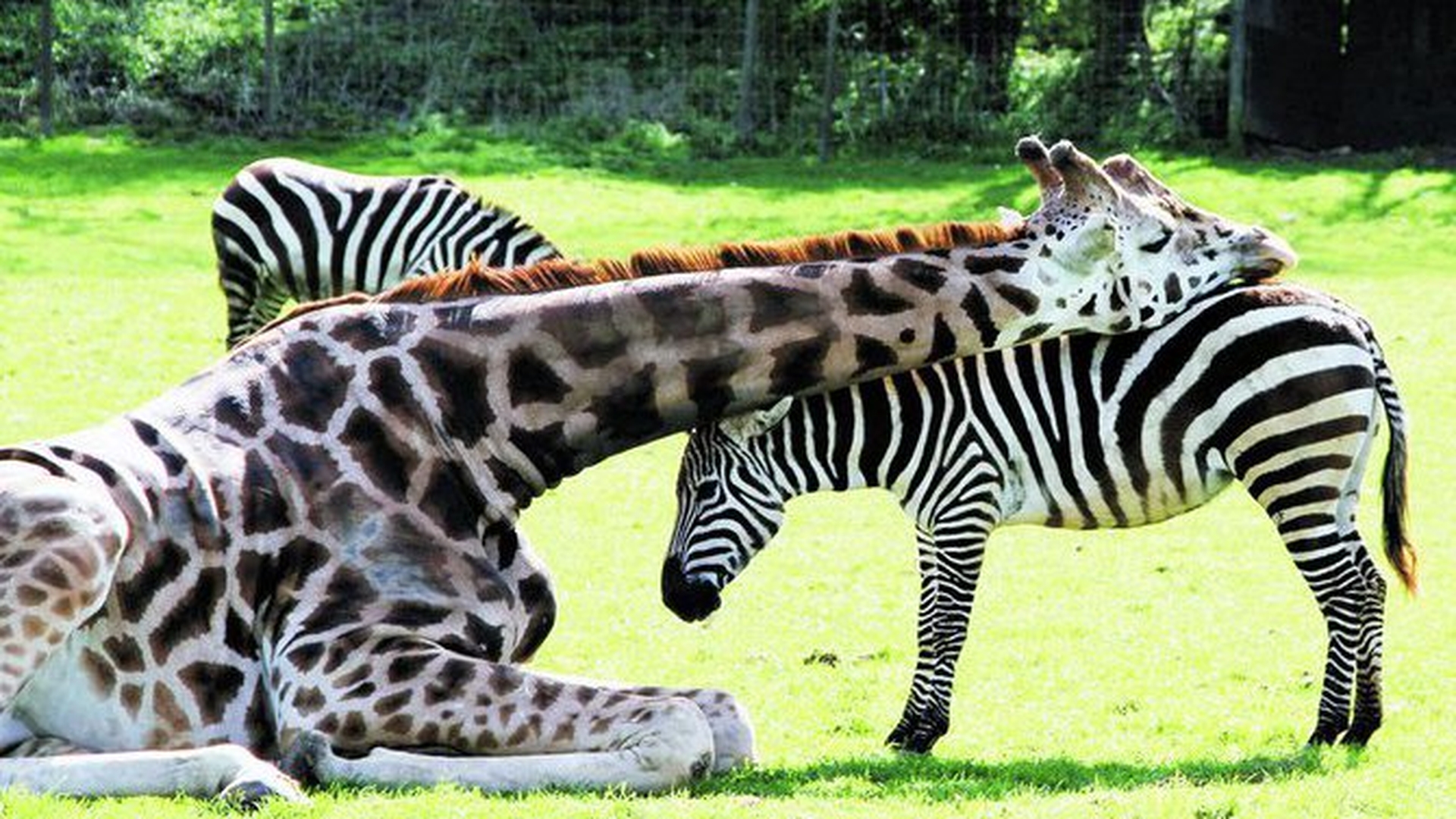 O girafa si o zebra, prietene la catarama