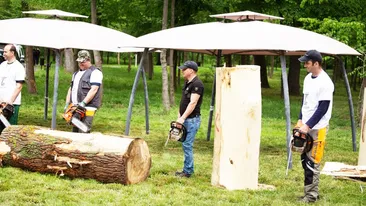 Eveniment inedit în Craiova. Copacii bolnavi din Parcul Tineretului sunt transformați în personaje de poveste