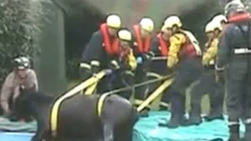 Un cal a fost salvat de pompieri dintr-o piscina
