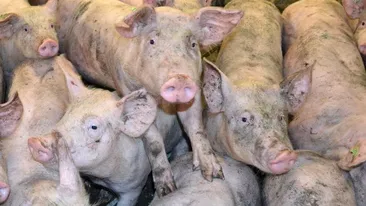 Anunț de ultimă oră despre pesta porcină: ”E cea mai mare epidemie de după…”