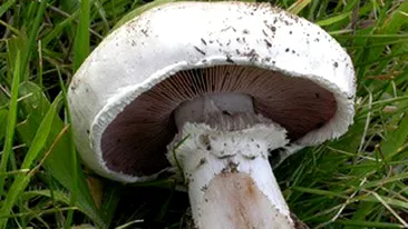 Doua femei din Vaslui, mama si fiica, in stare grava la spital dupa ce s-au intoxicat cu ciuperci