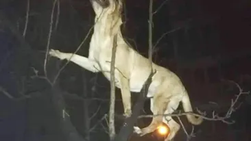 Caz șocant în Timişoara! Un bărbat și-a aruncat câinele pe geam, de la etajul al patrulea