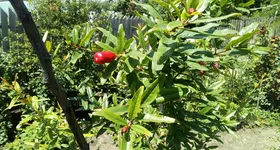 Galerie foto - poza 3